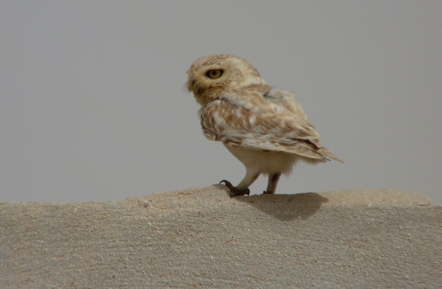 a tawny owl perches